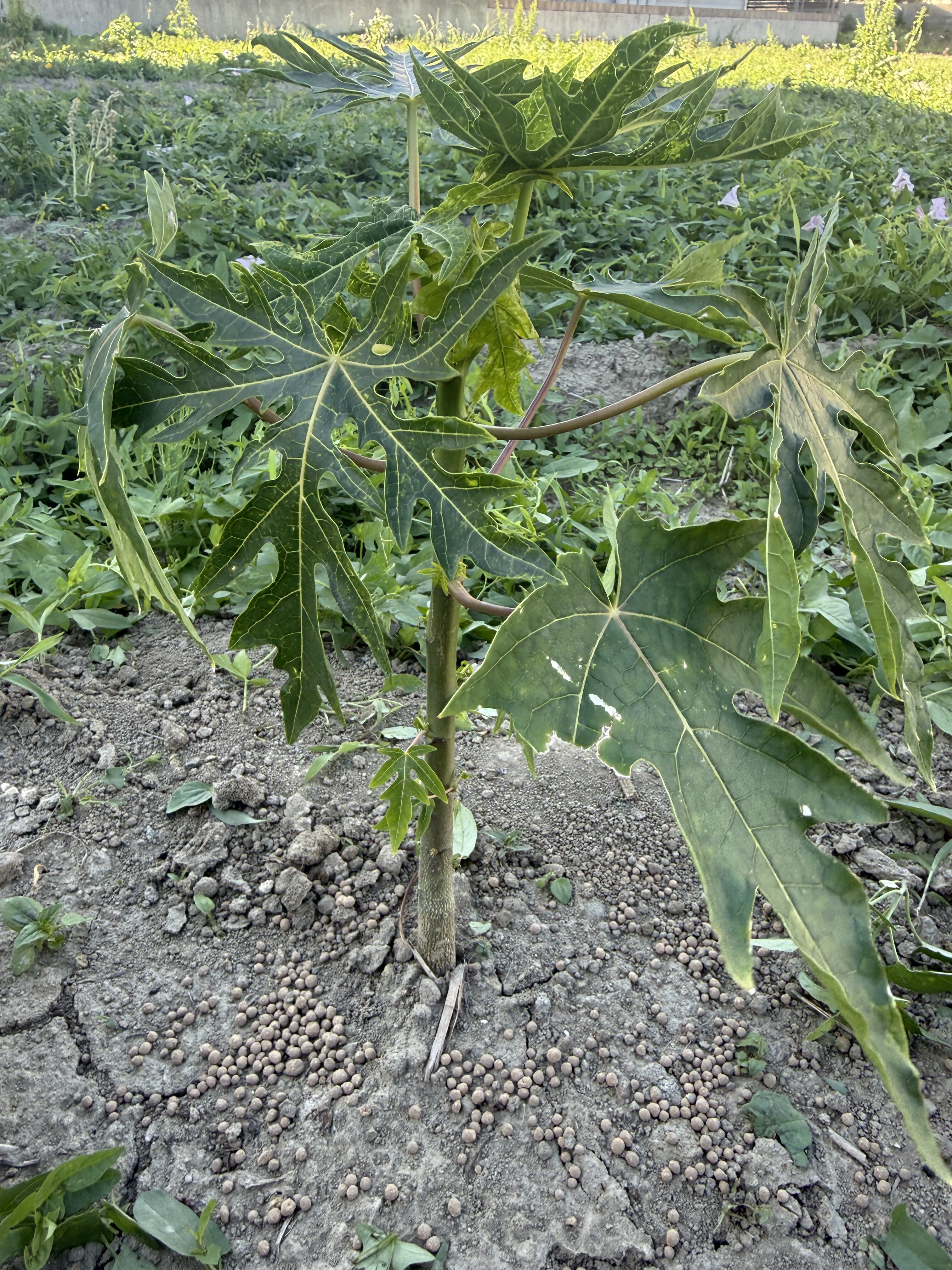 青パパイヤの生育状況