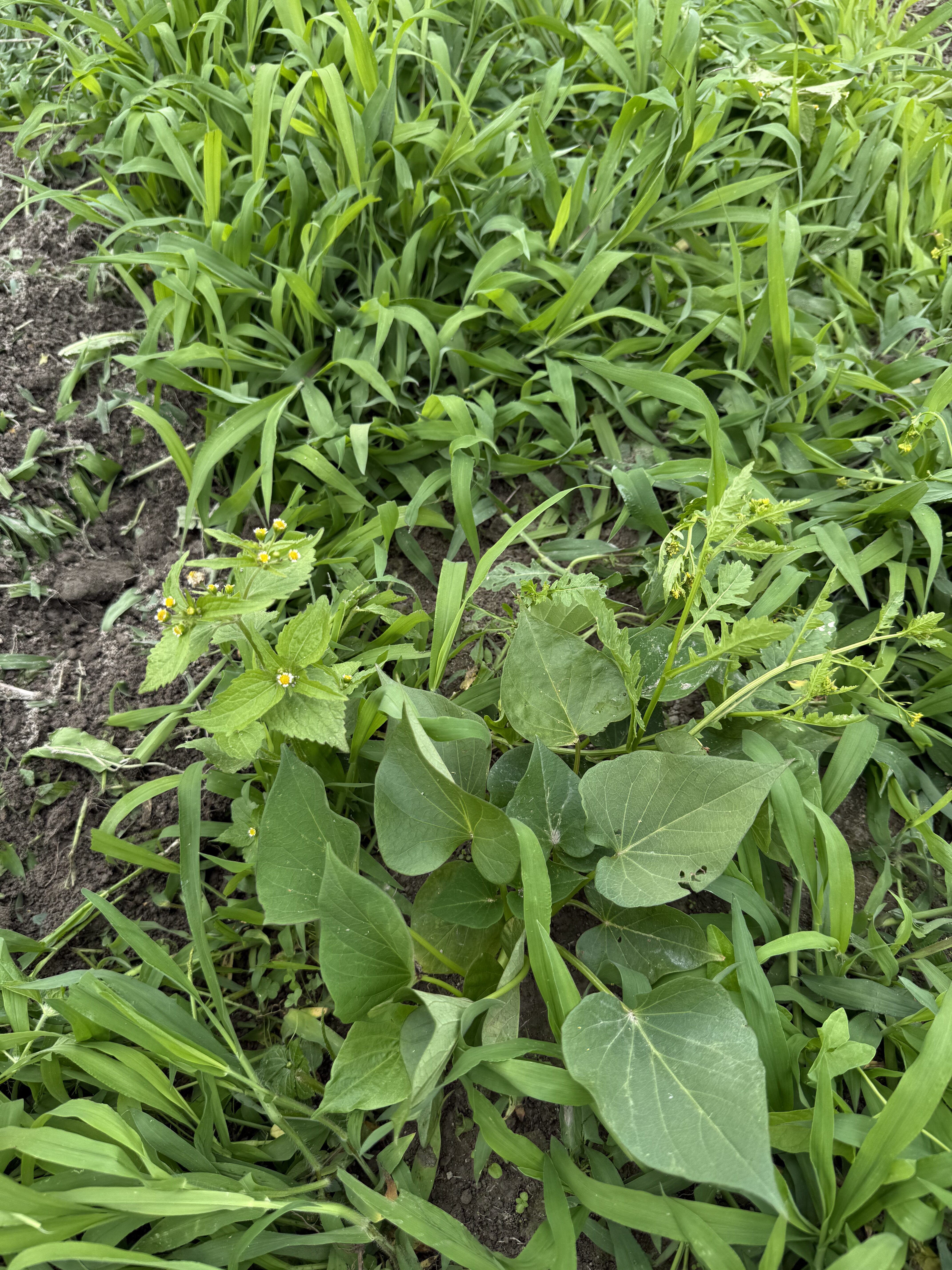 さつまいもの除草前