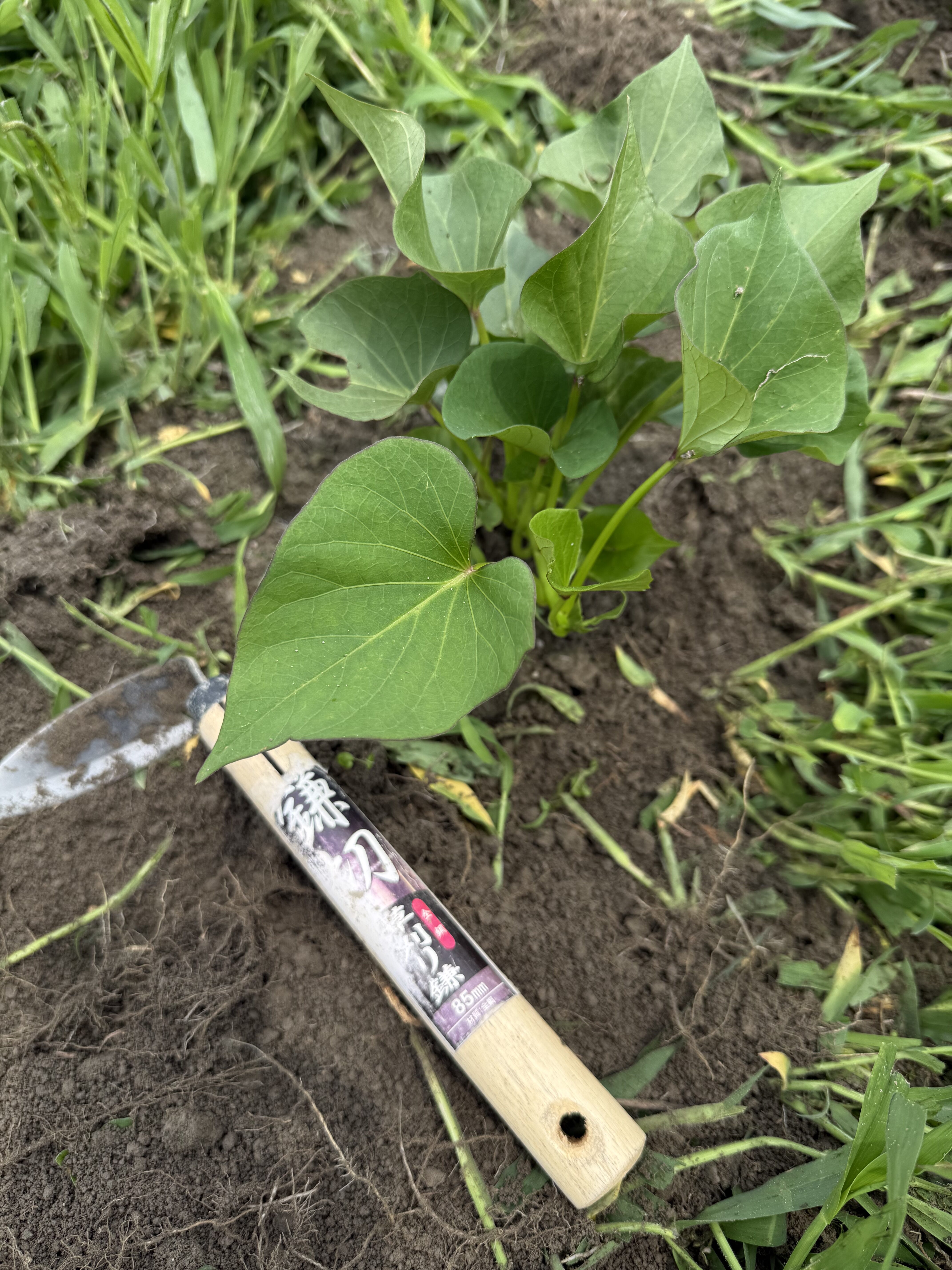 さつまいもの除草後