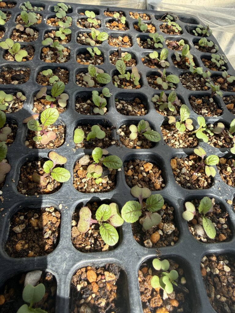 ナスの育苗です