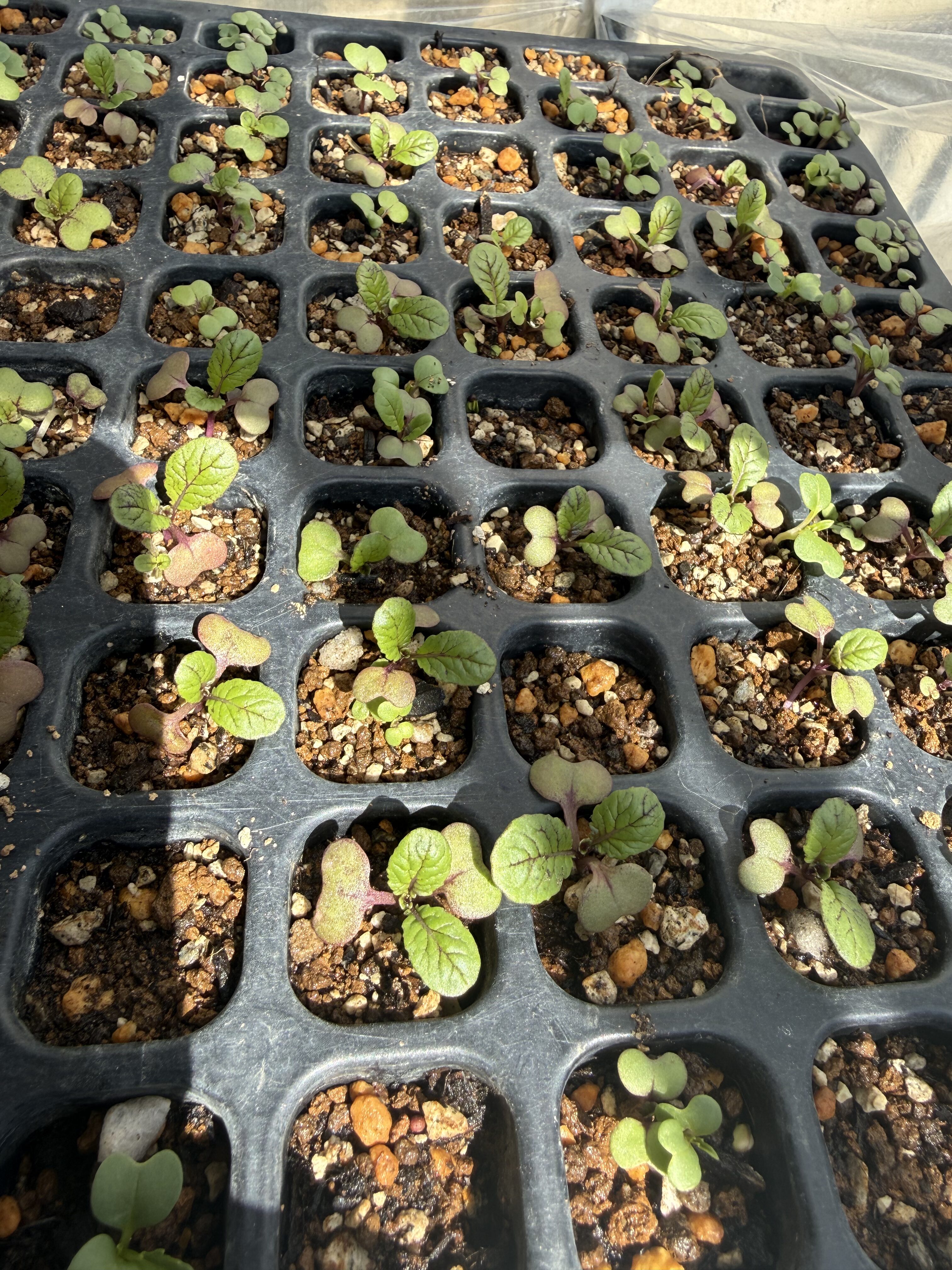 ナスの育苗です