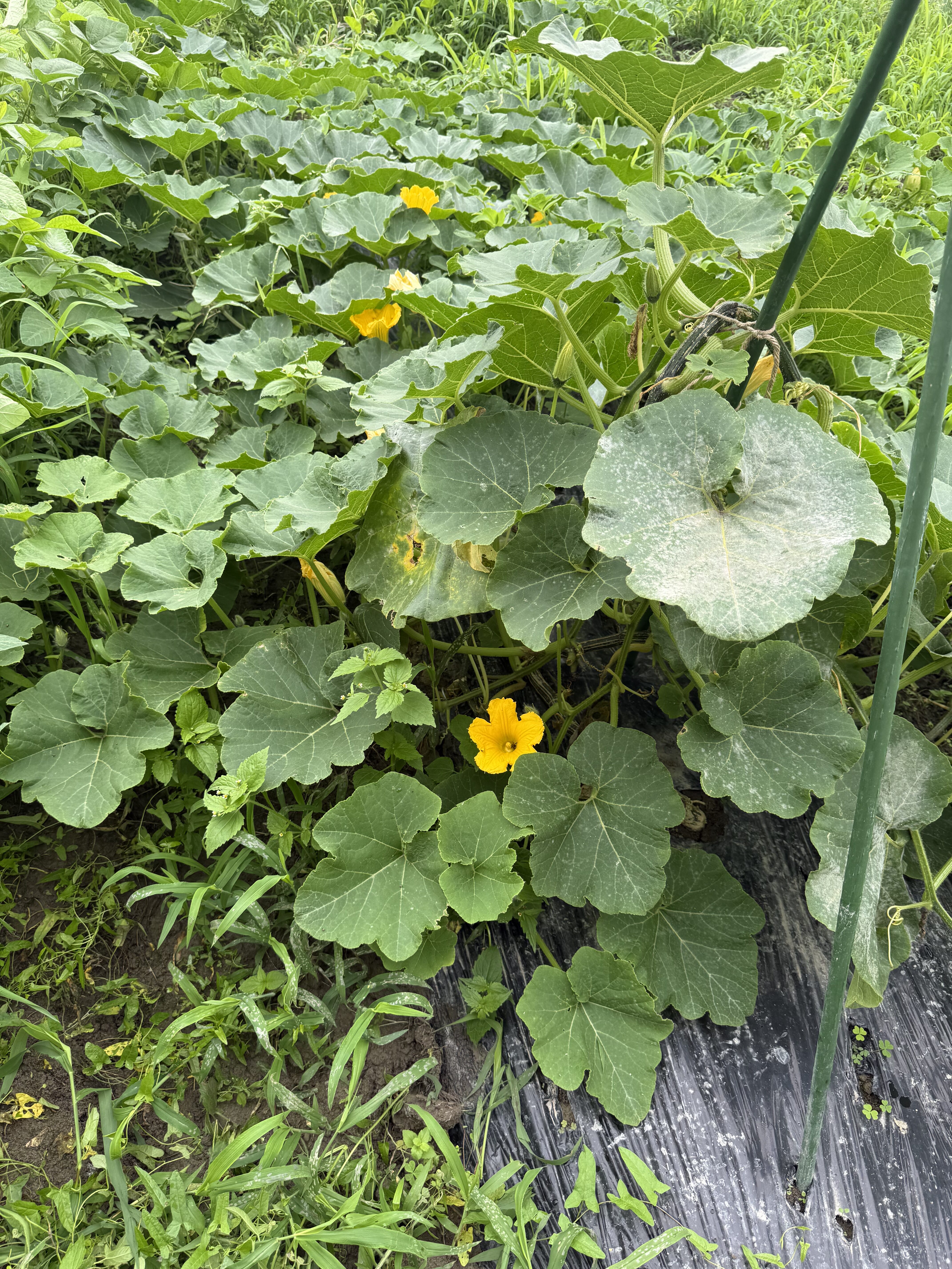 カボチャの葉と黄色い花