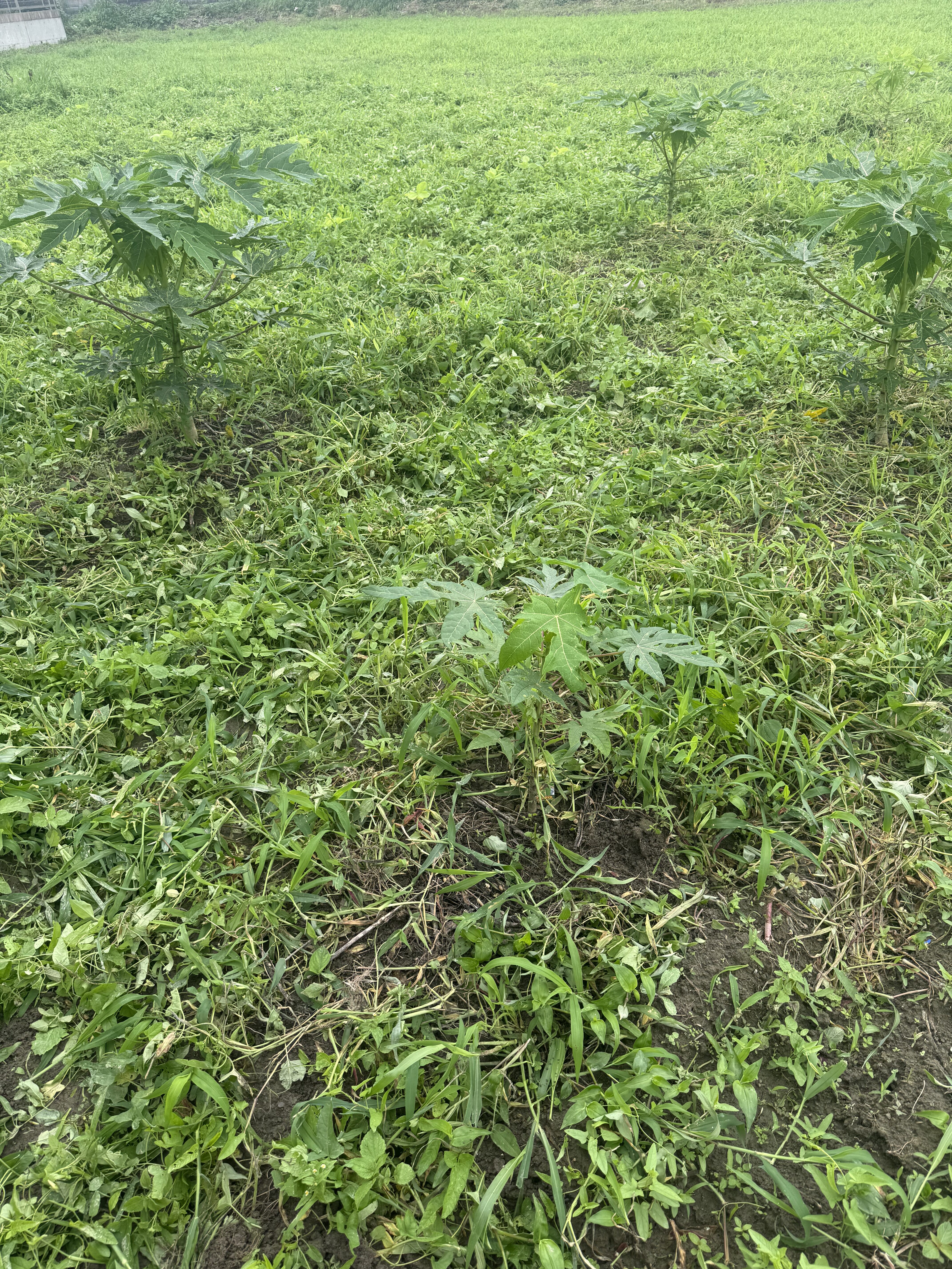 草刈り後のすっきりした畑。パパイヤの株も見えるようになった
