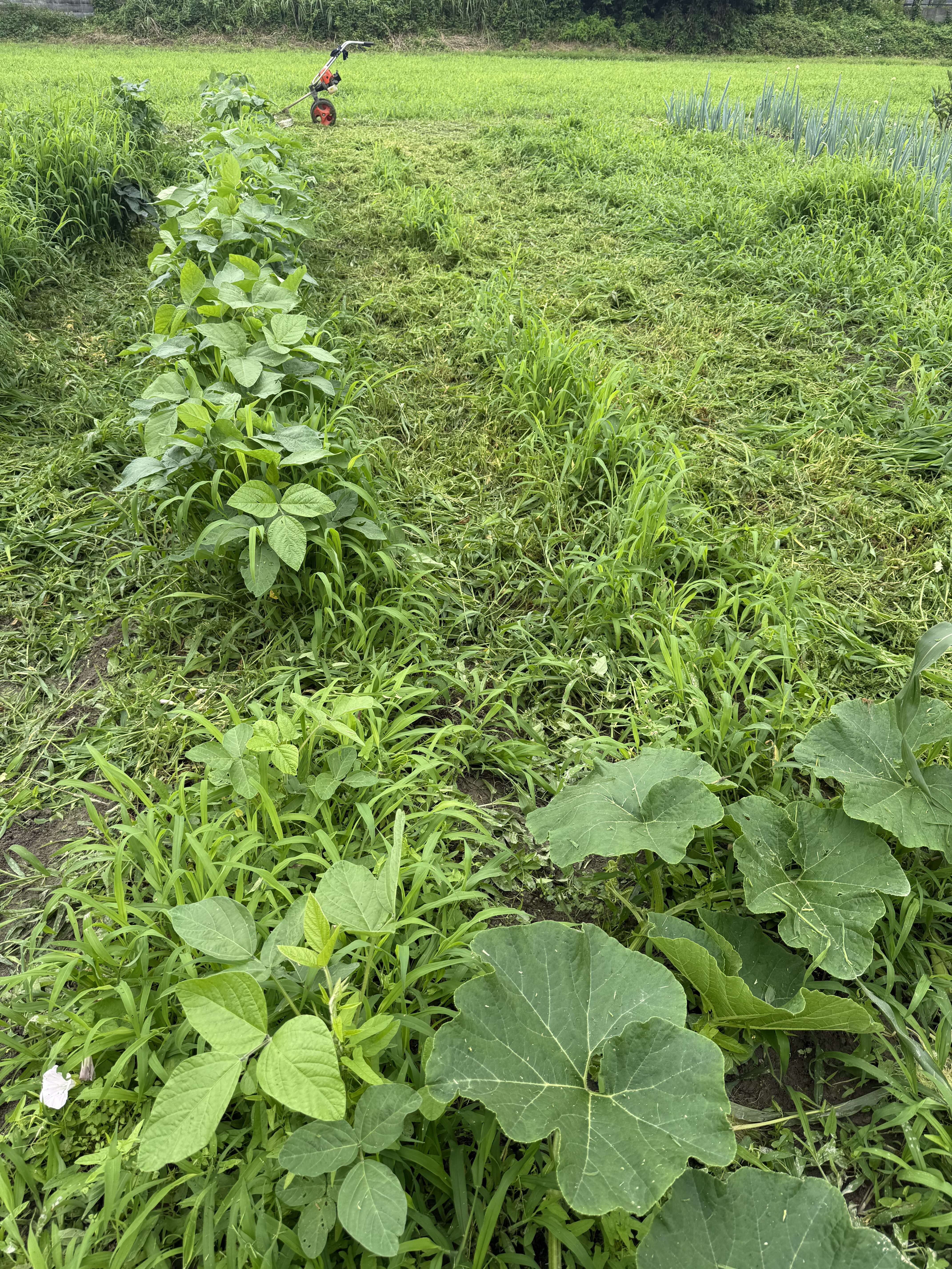 草刈り途中の畑。大豆の畝まわりがすっきりして、奥に草刈機が見える