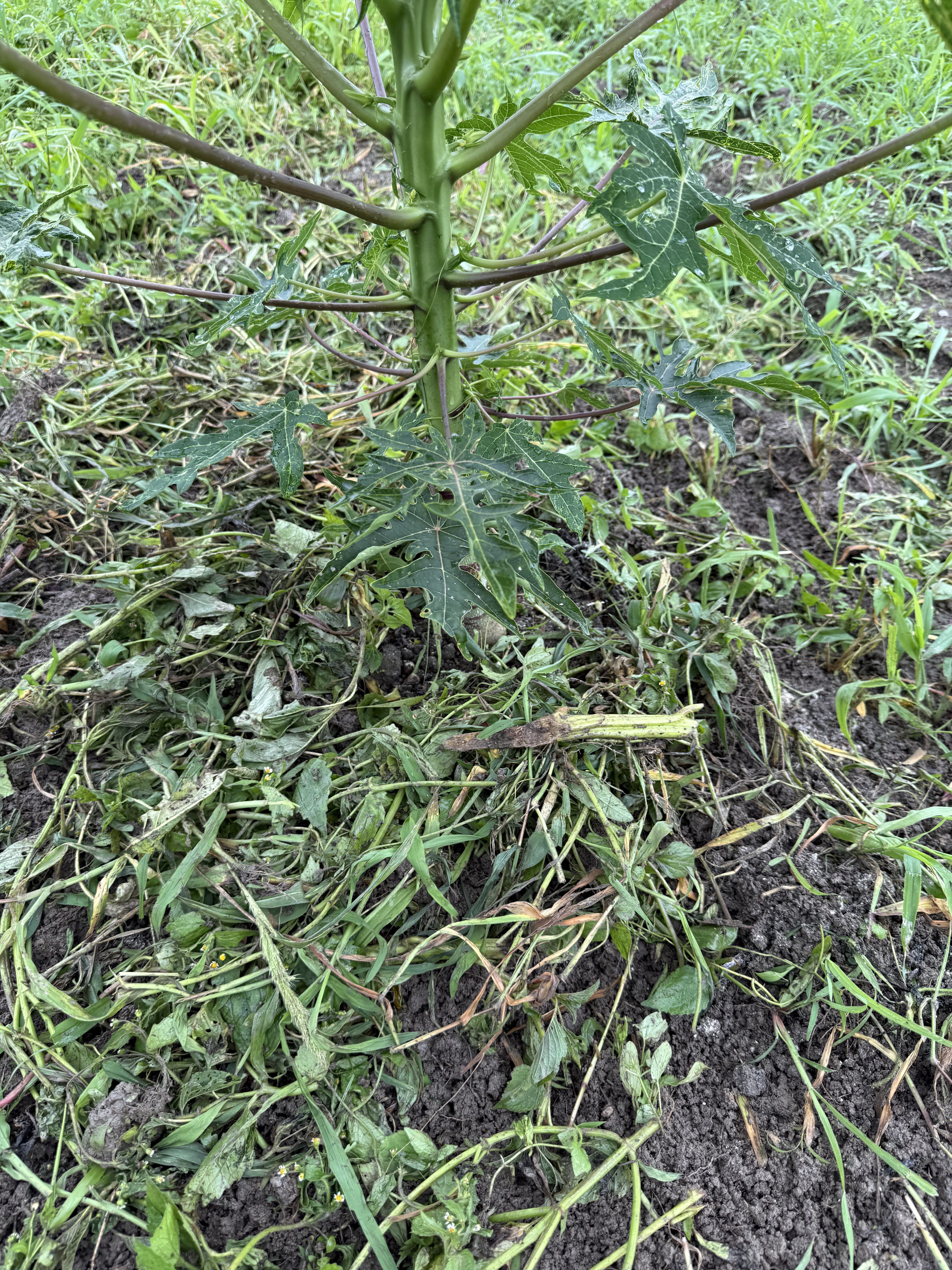 搾りかすの上から刈り草をかぶせて草マルチにした様子