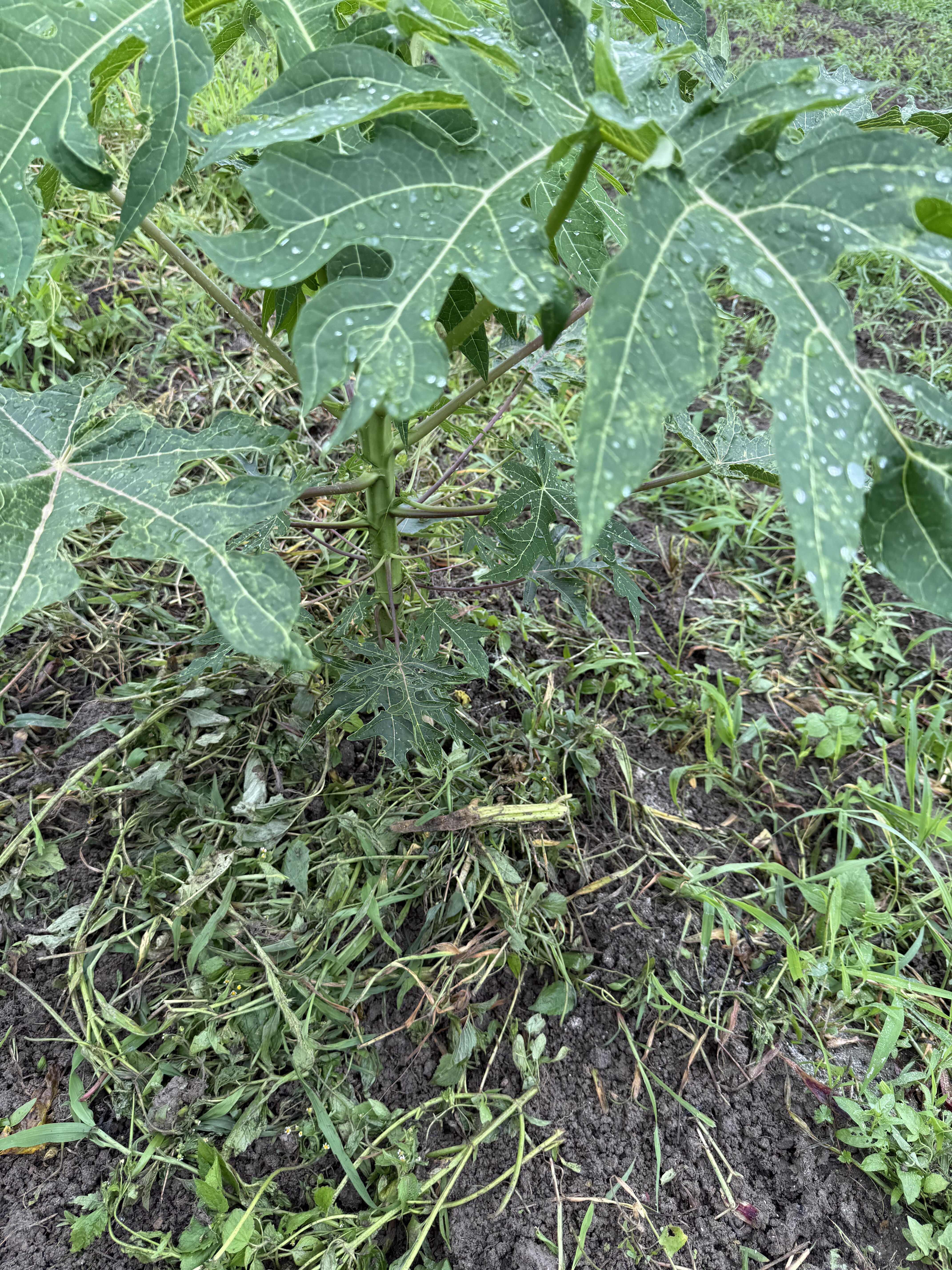 雨粒がついた青パパイヤの葉