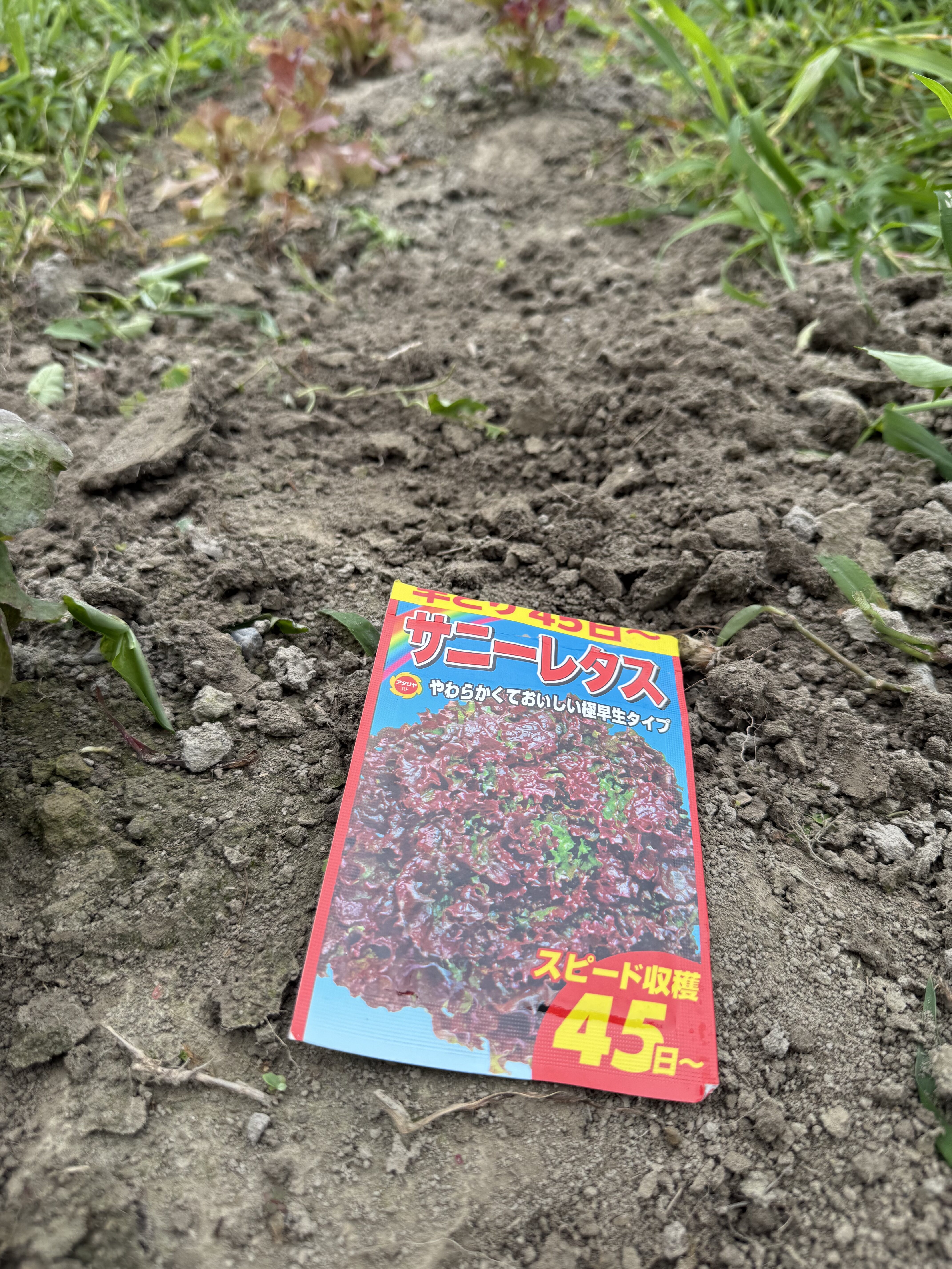 サニーレタスの種袋と種をまいた畝
