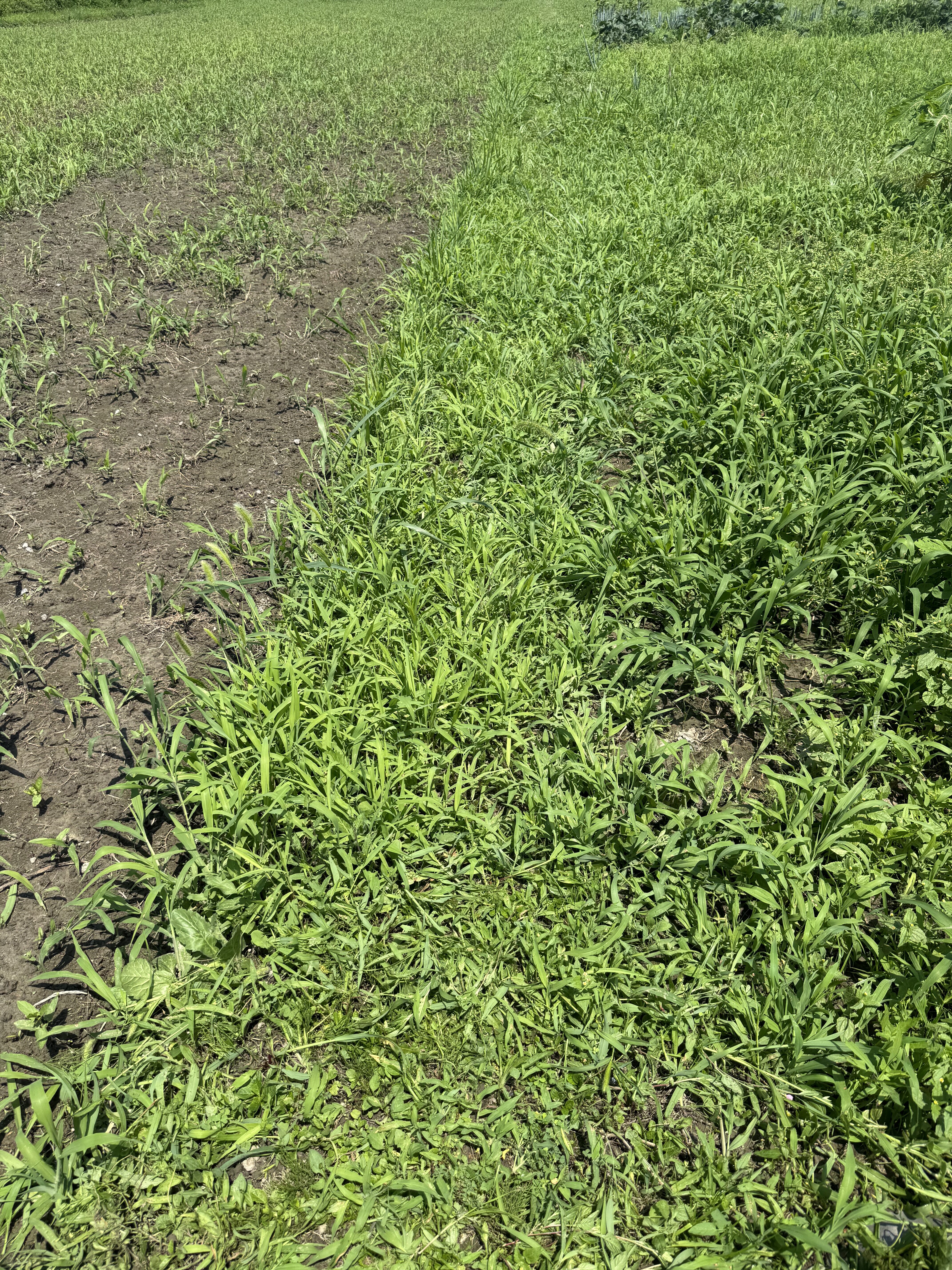 除草前のあぜ道。長雨で草丈が50cmを超え、道が草に覆われている