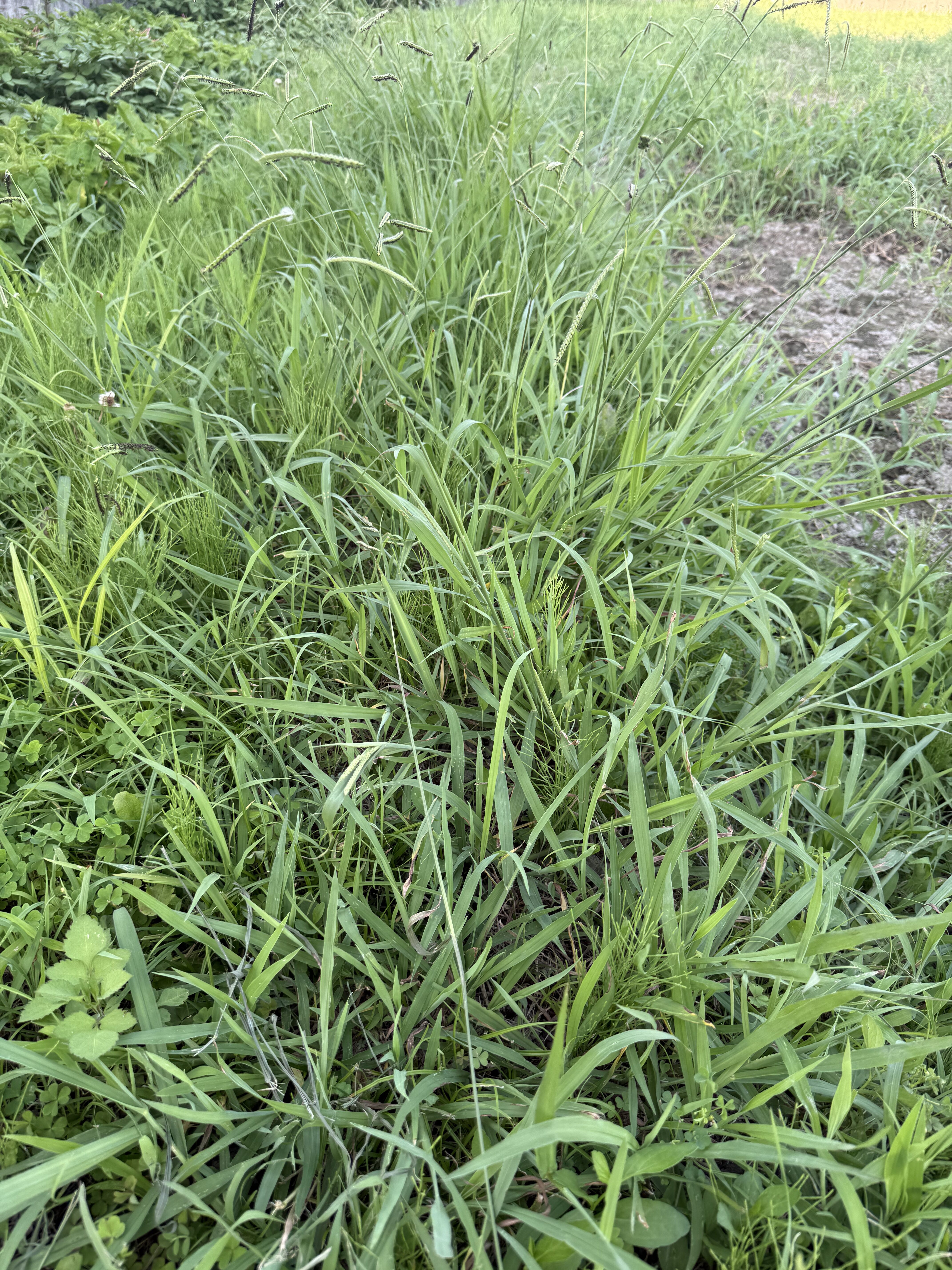 膝上まで伸びた夏草に覆われたあぜ道を別角度から見た様子