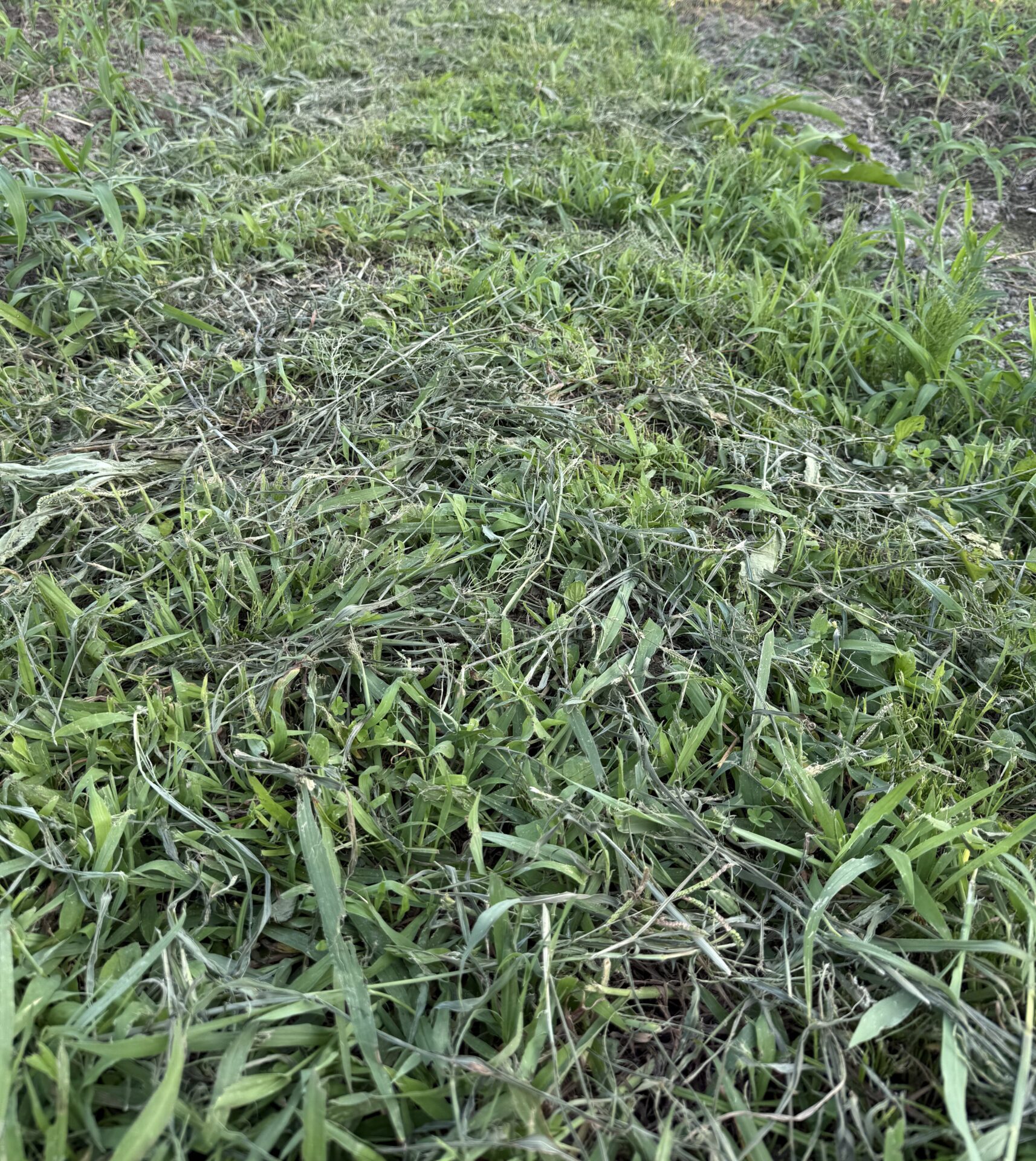 除草後のあぜ道。道がはっきり見えるようになった