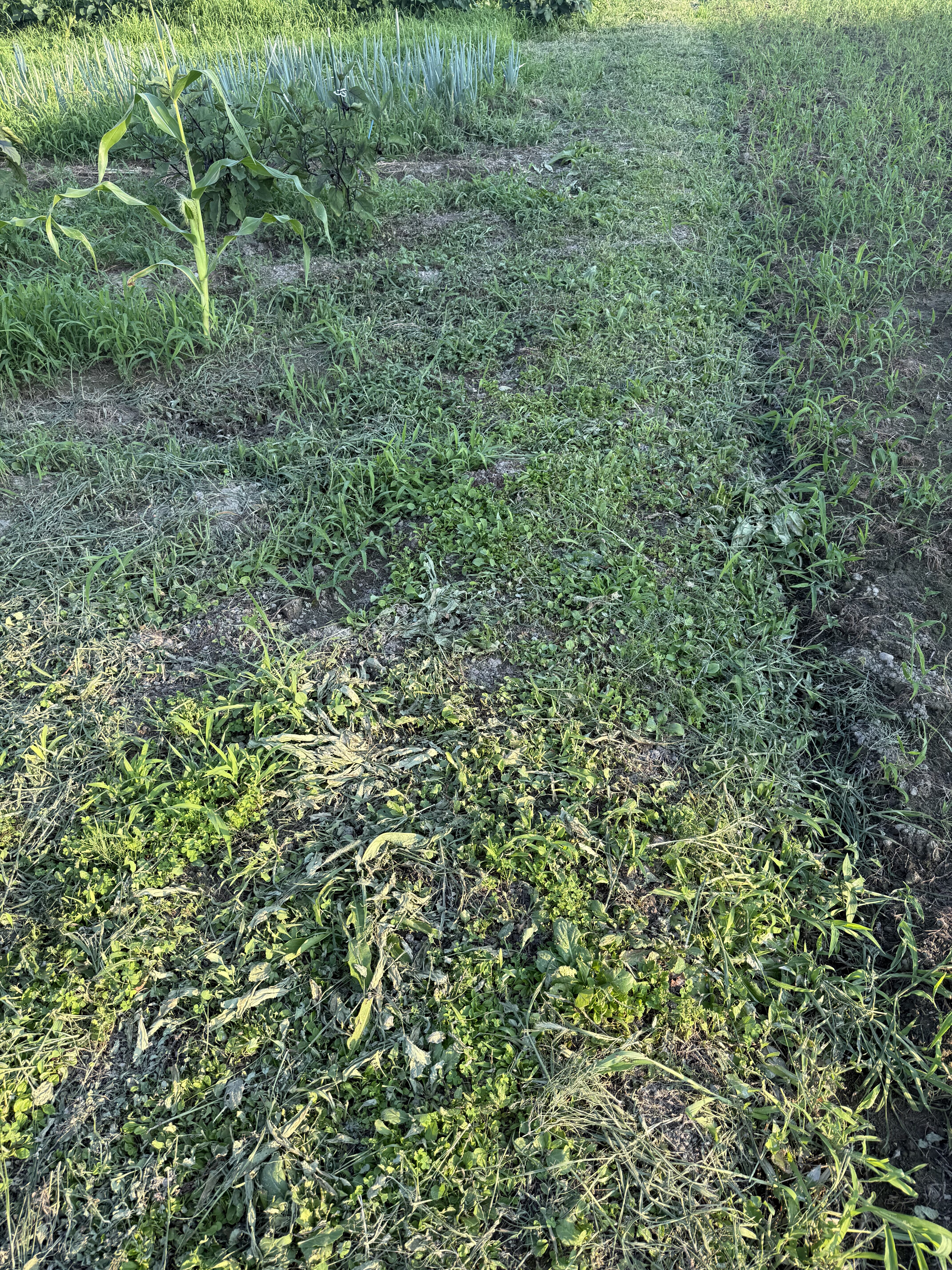 除草後のあぜ道を別角度から見た様子
