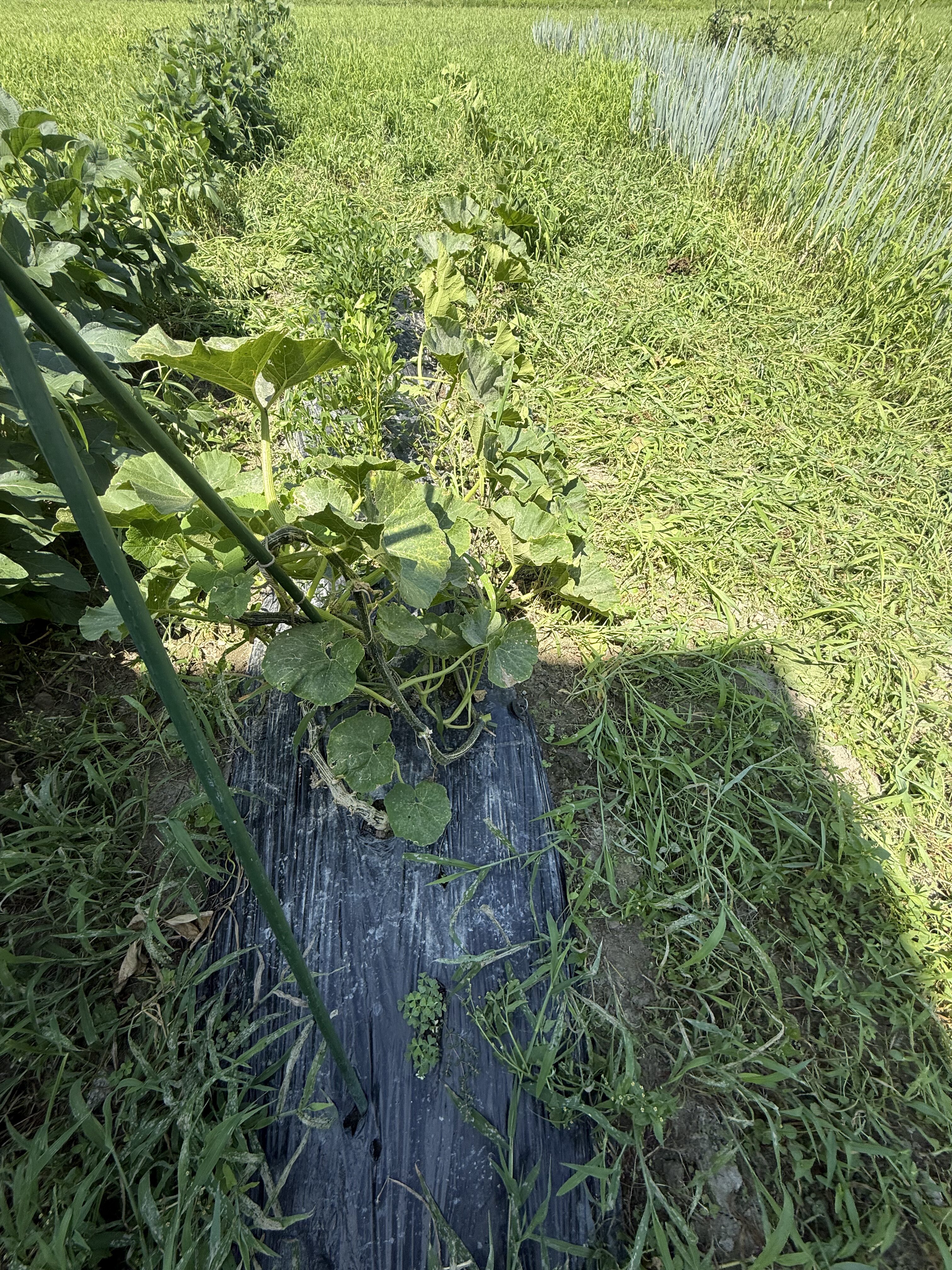 黒マルチの上に伸びたかぼちゃのツル