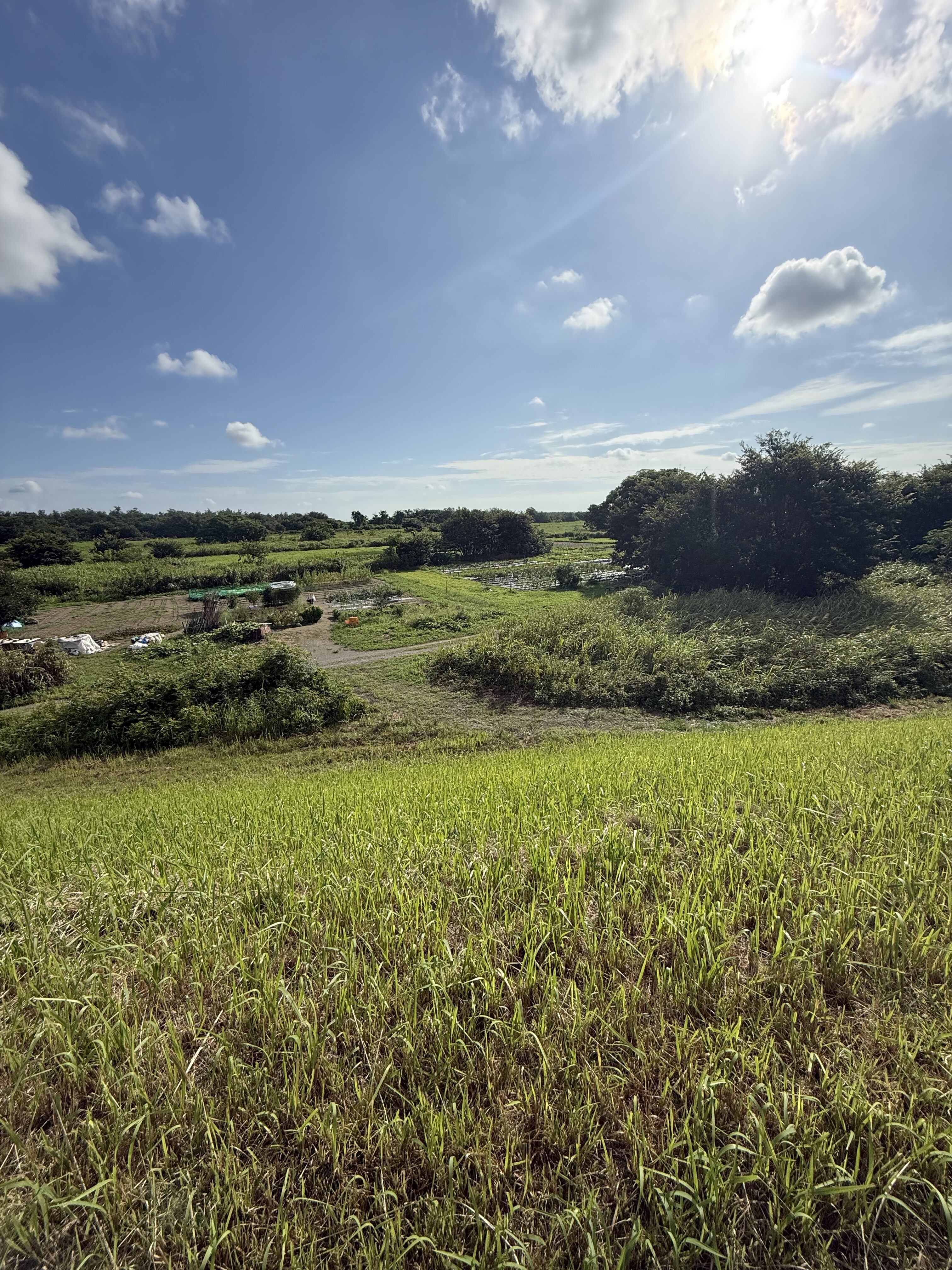 荒川の土手から見下ろした河川敷の畑と青空