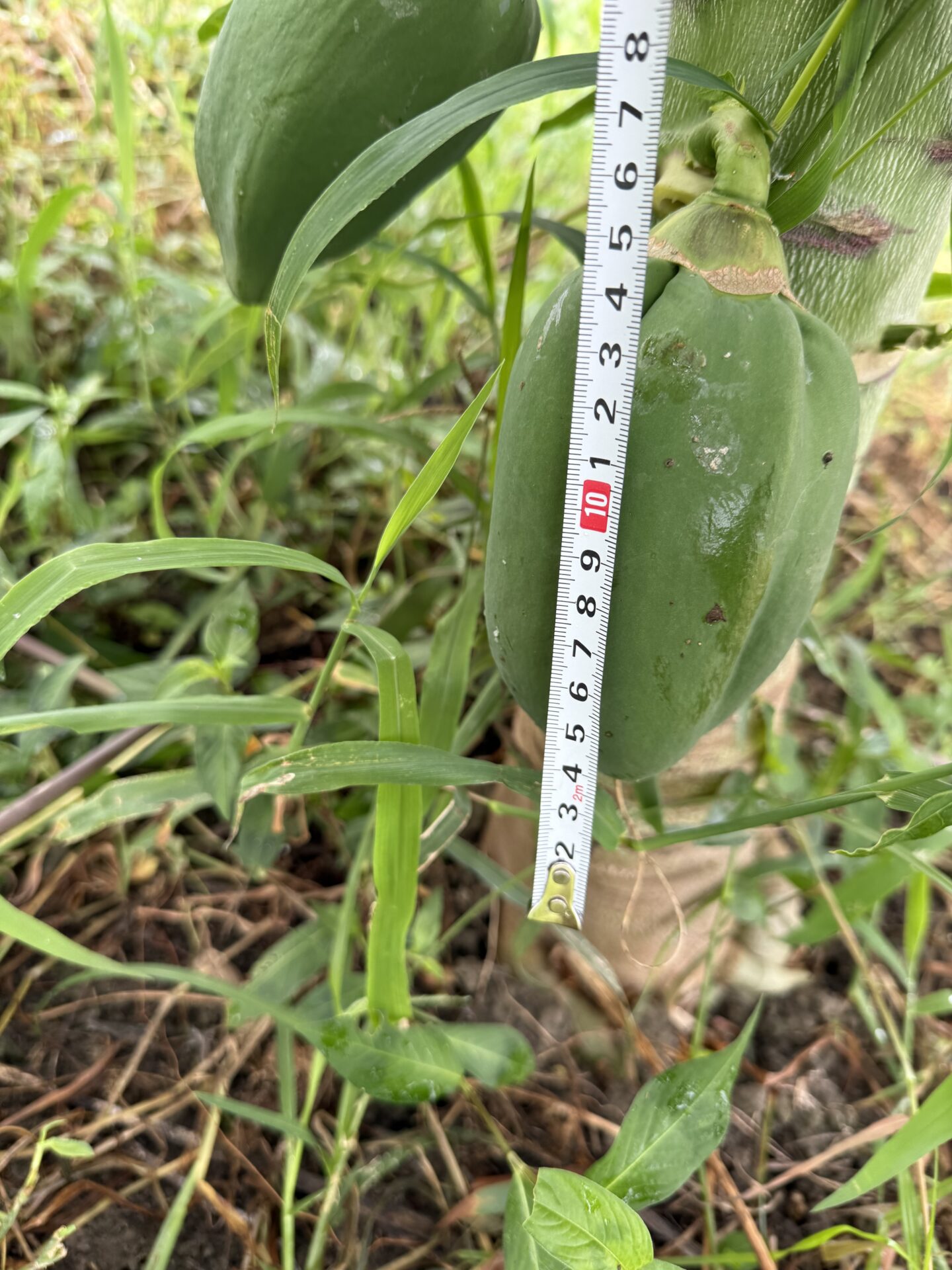 木についた青パパイヤにメジャーを当てて長さを測っているところ