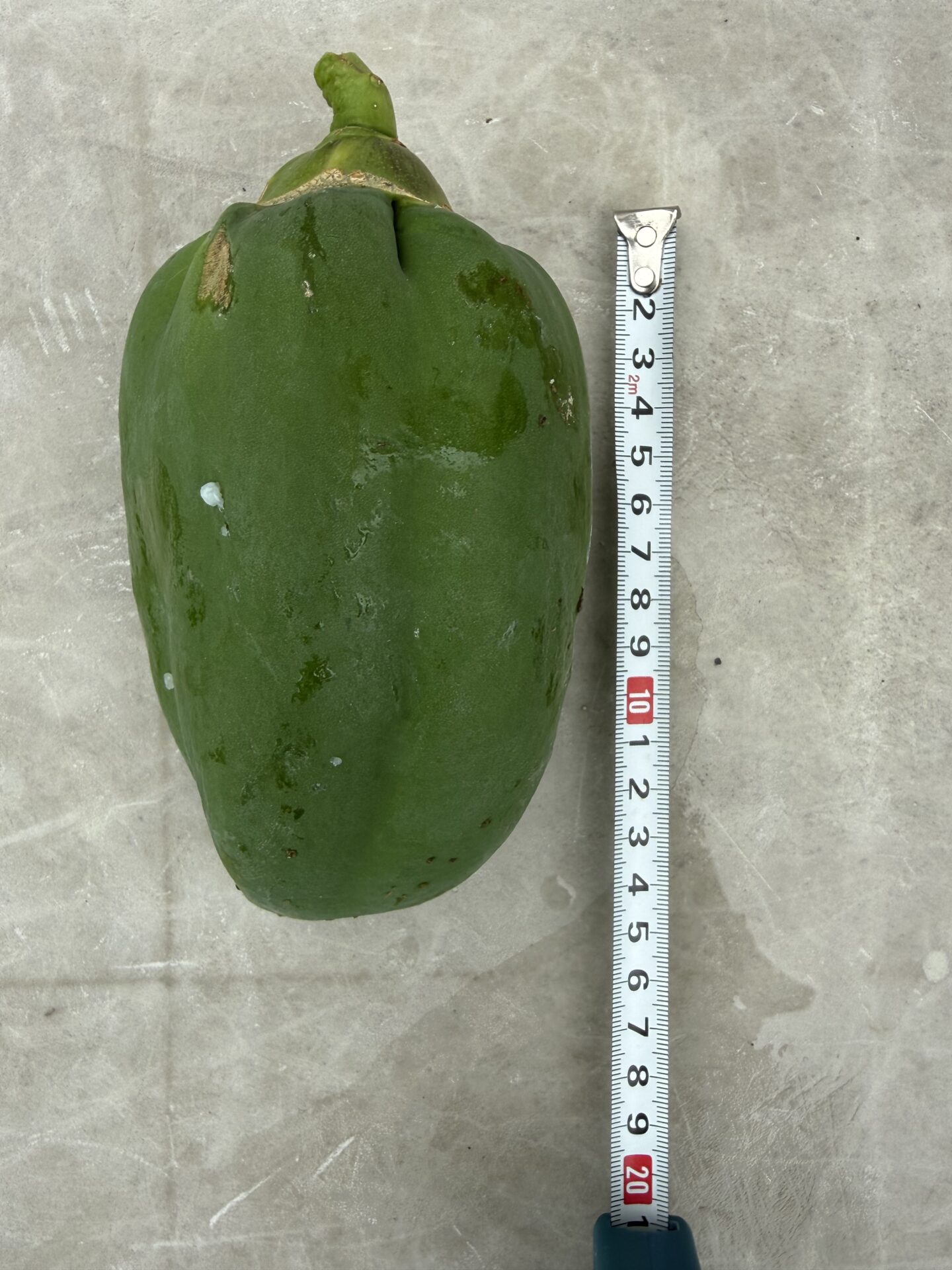 収穫した青パパイヤにメジャーを並べて大きさを比べたところ