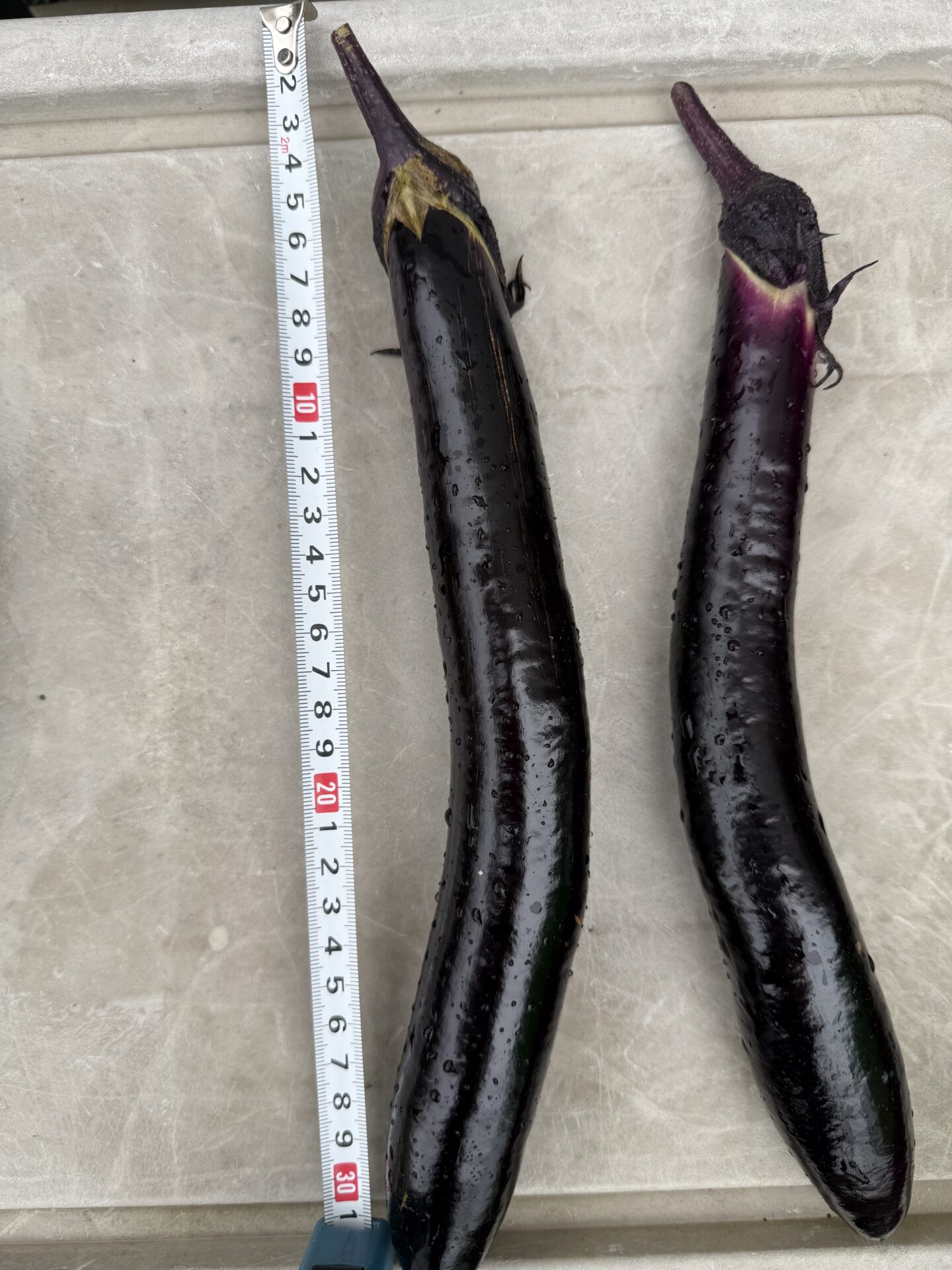 収穫した長茄子2本にメジャーを並べたところ