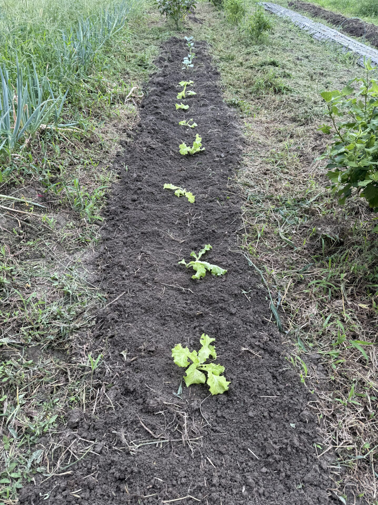 畝に等間隔で植え付けたレタスとブロッコリーの苗