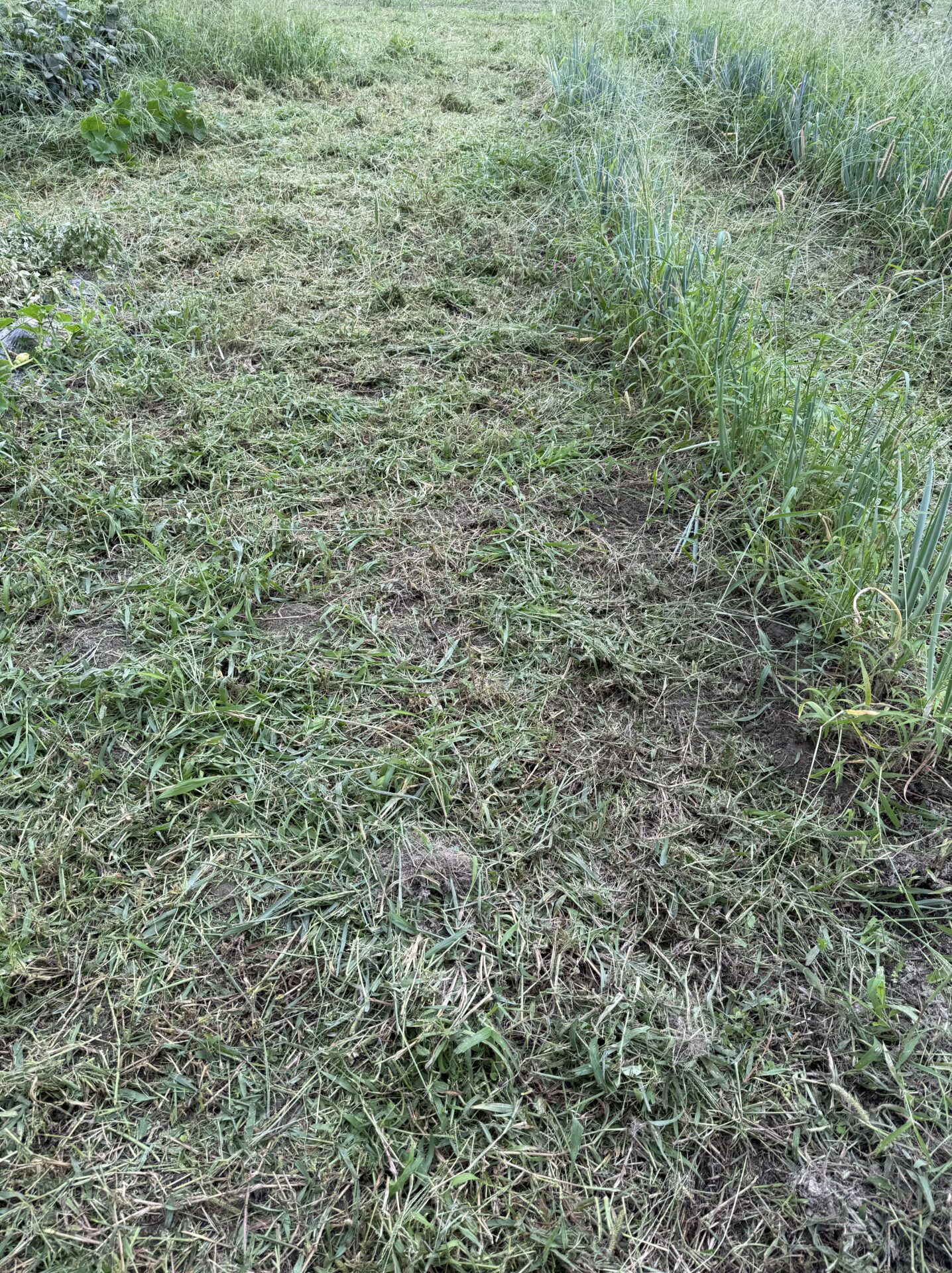 草を刈り終えた部分と、まだ手つかずの草が残る部分の境目