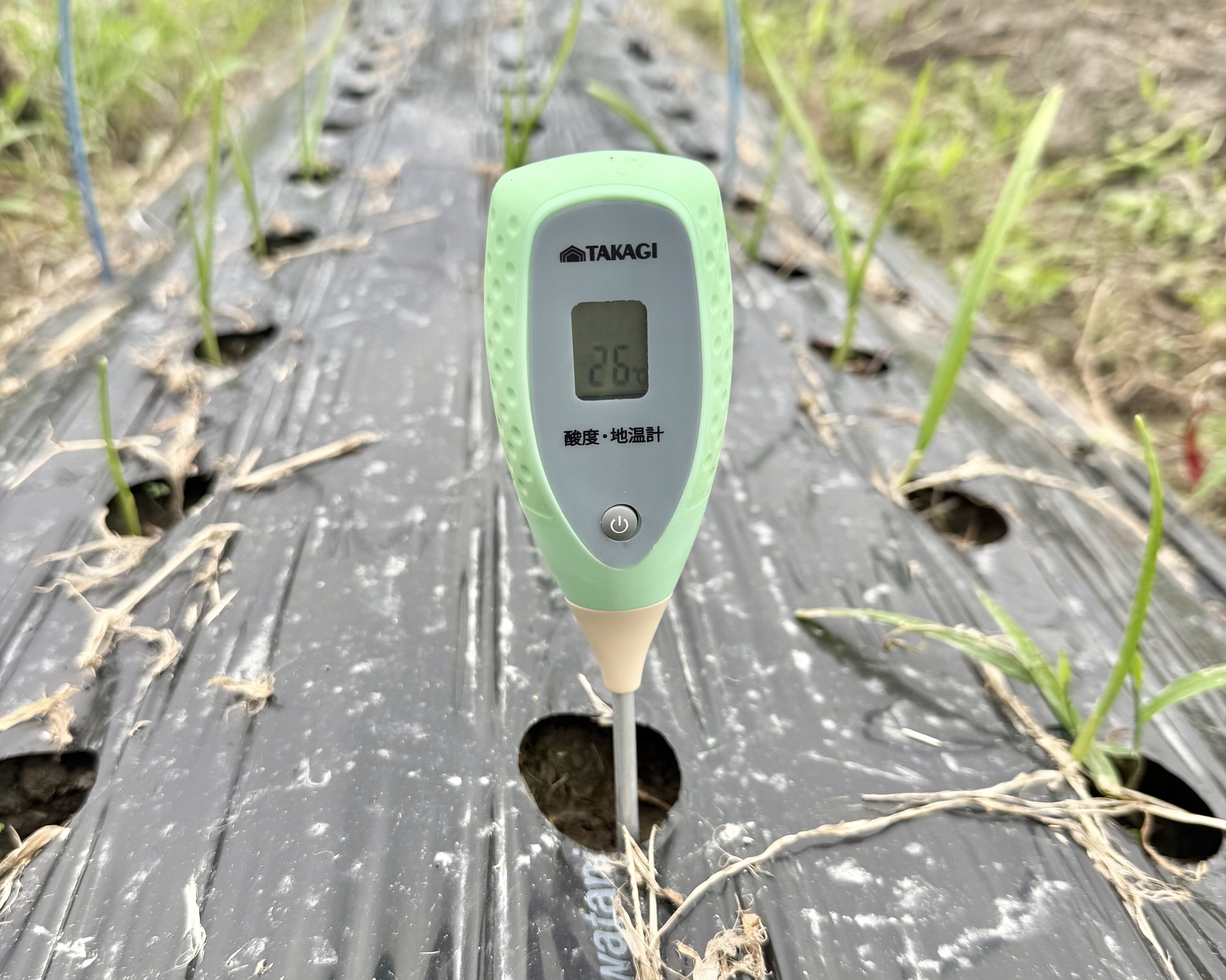 穴あき黒マルチの穴に地温計を差し込んで26℃を表示している様子