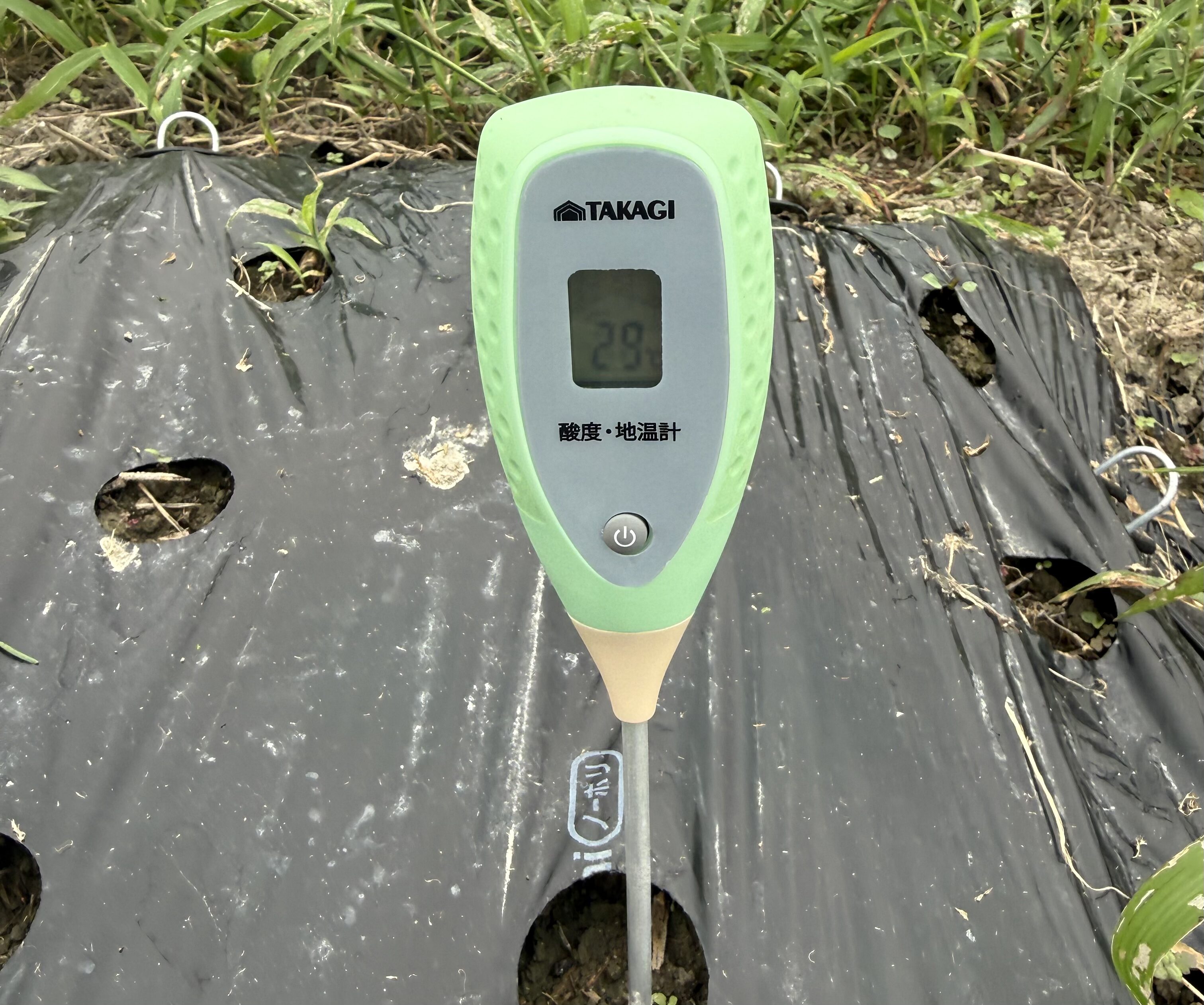 これから植える西側の畝で地温計が29℃を表示している様子